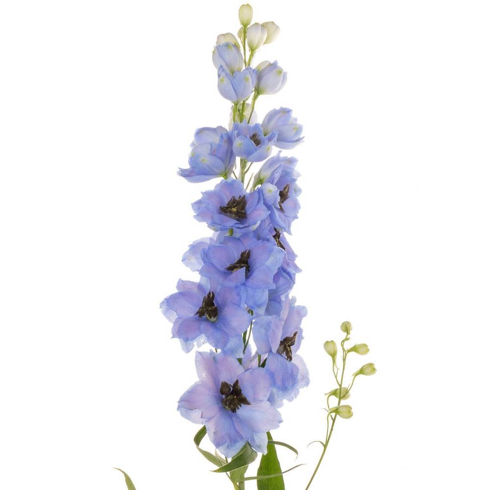 Delphinium hell blau dewi azul 110cm