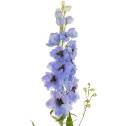 Delphinium hell blau dewi azul 110cm