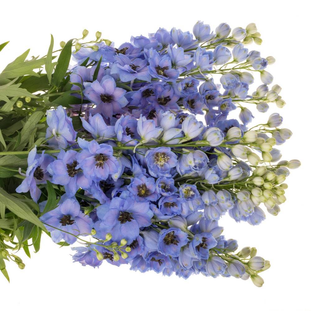 Delphinium hell blau dewi azul 110cm