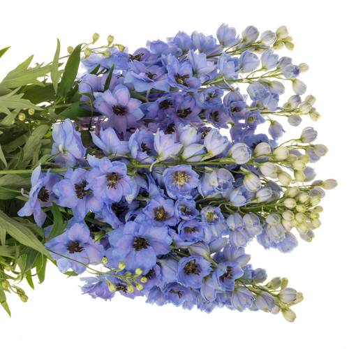 Delphinium hell blau dewi azul 110cm