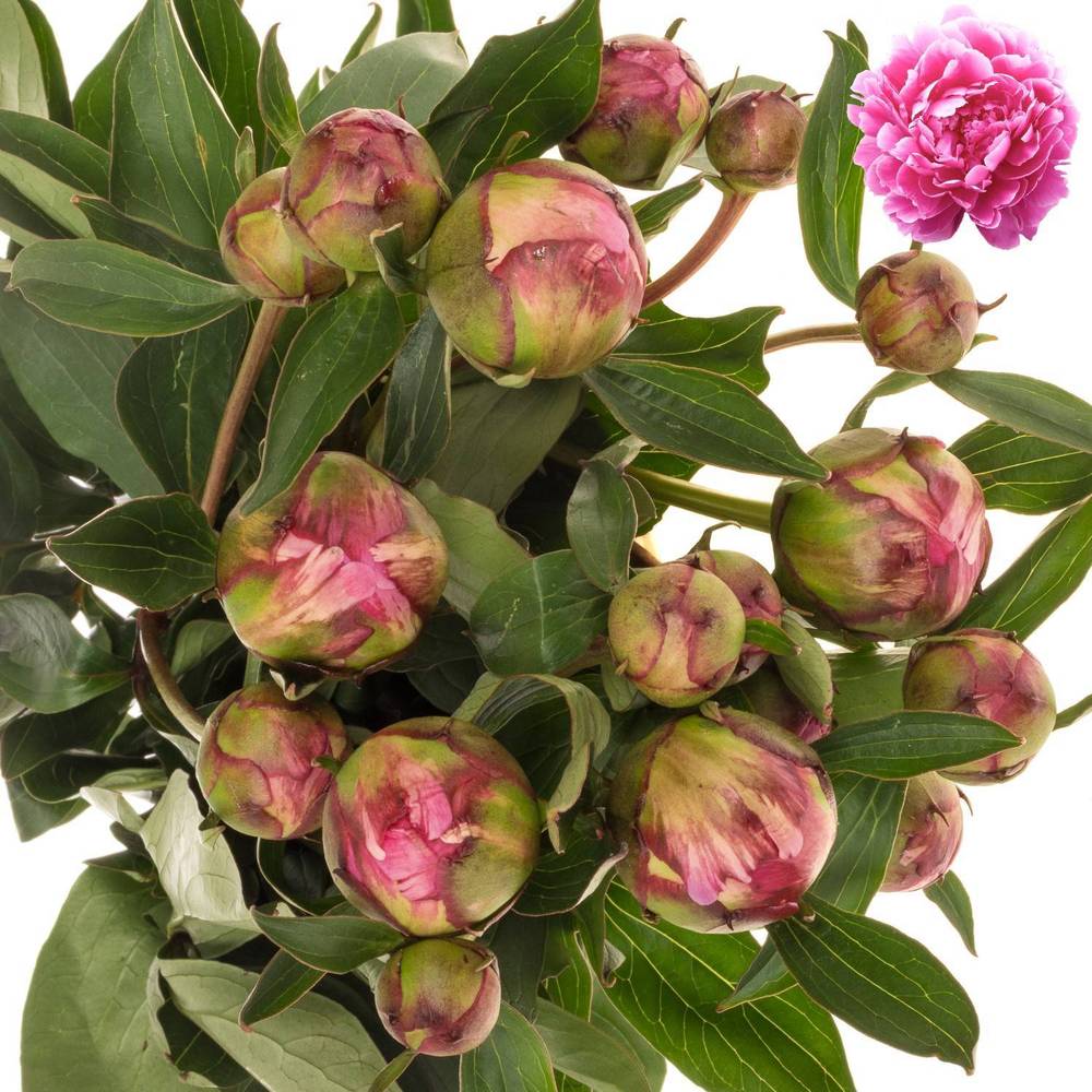 Pfingstrose dunkel rosa gefüllt Fleming 50cm