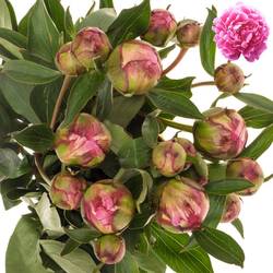 Pfingstrose dunkel rosa gefüllt Fleming 50cm