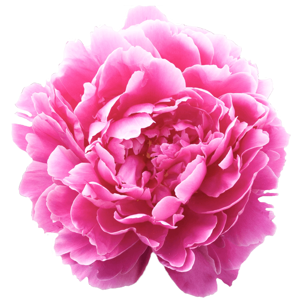 Pfingstrose dunkel rosa gefüllt Fleming 50cm
