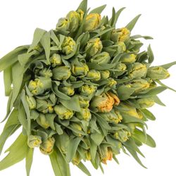 Tulpe apricot Papageien Rontgen 40 Gramm