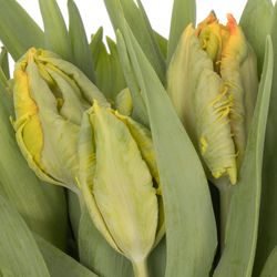 Tulpe apricot Papageien Rontgen 40 Gramm