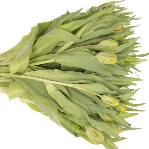 Tulpe apricot Papageien Rontgen 40 Gramm