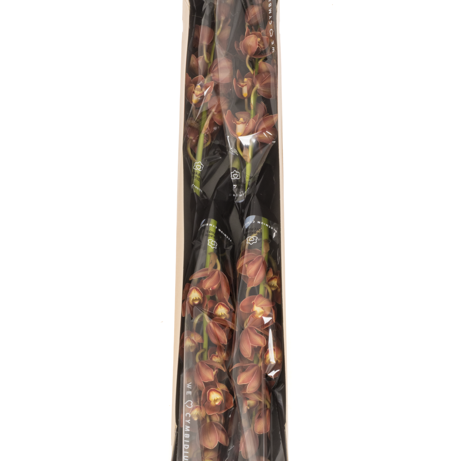 Mini Cymbidium orange Campfire 70cm 15+Blüte