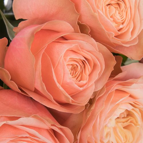 Rose lachs Kahala 50cm
