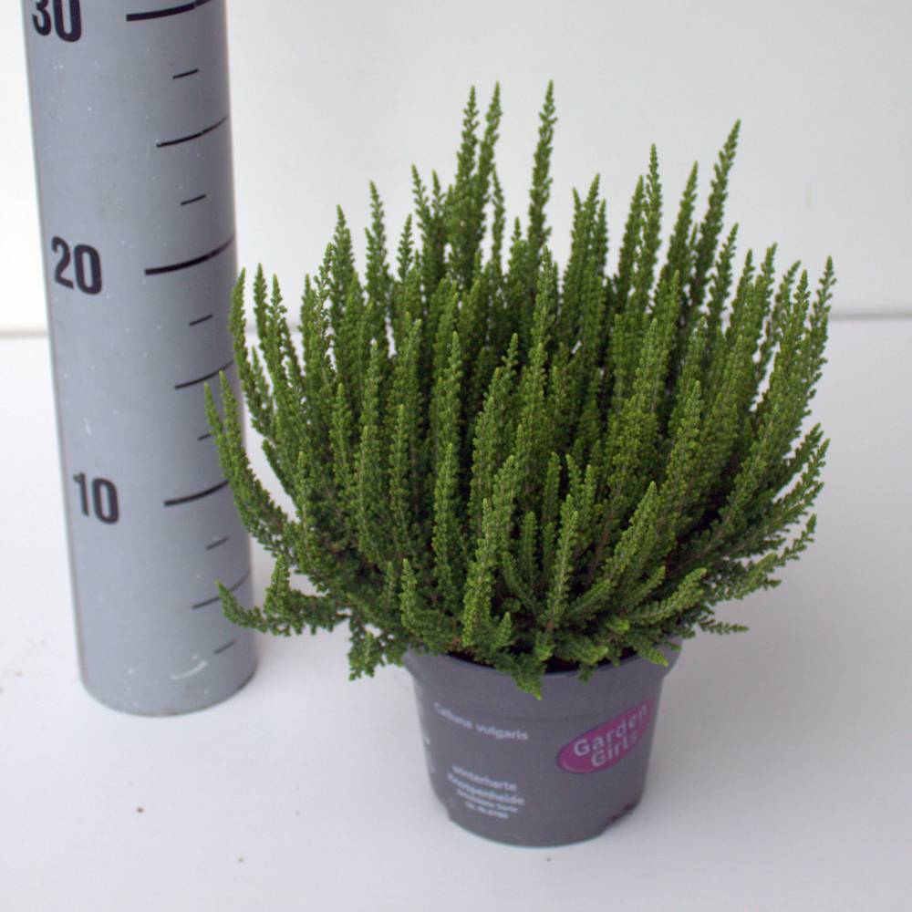 Calluna hell grün GG Ziva T12 H025