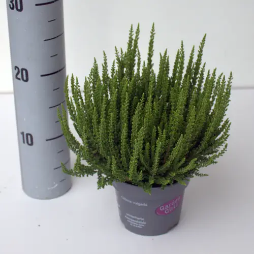 Calluna hell grün GG Ziva T12 H025