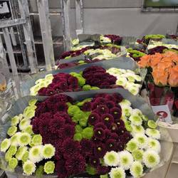 Santini rot mix-grün mix-weiss pompon Weihnachten