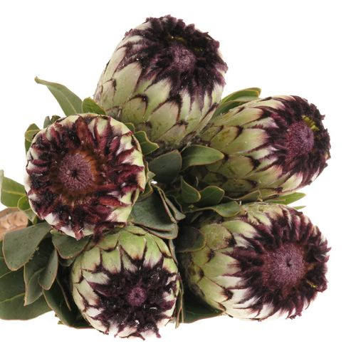 Protea weiss Niobe 60cm