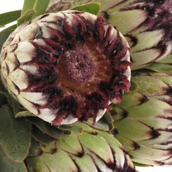 Protea weiss Niobe 60cm