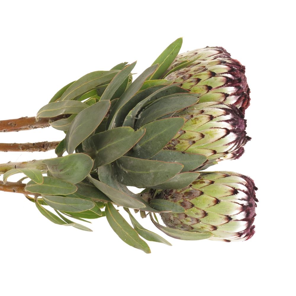 Protea weiss Niobe 60cm
