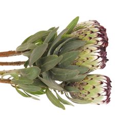 Protea weiss Niobe 60cm