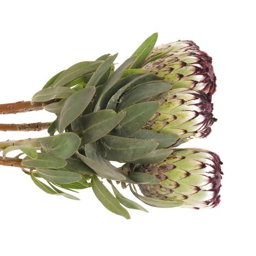 Protea weiss Niobe 60cm