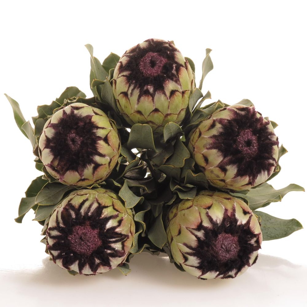 Protea weiss Niobe 60cm