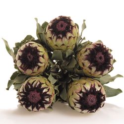 Protea weiss Niobe 60cm