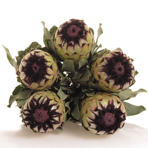 Protea weiss Niobe 60cm