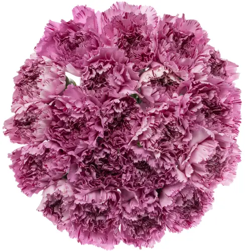 Nelke lila Yukari Scuro 60cm