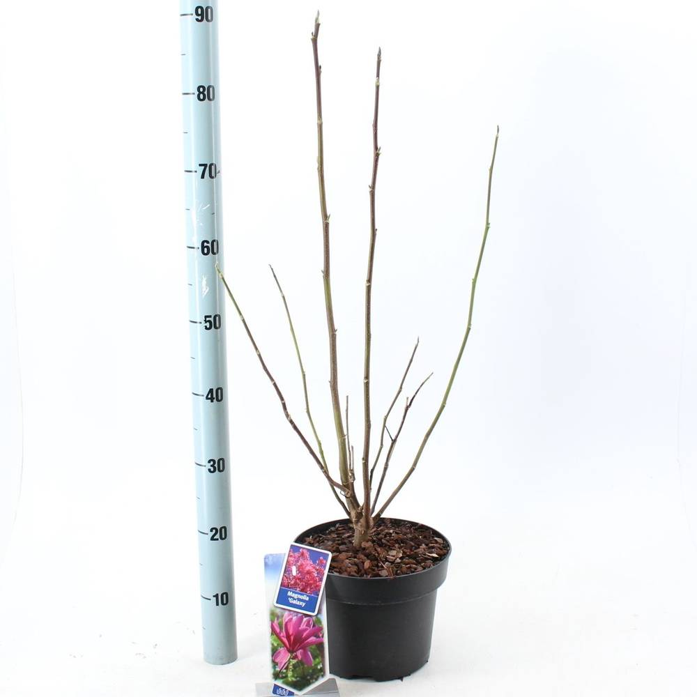Magnolia lila T23 H100