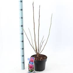 Magnolia lila T23 H100