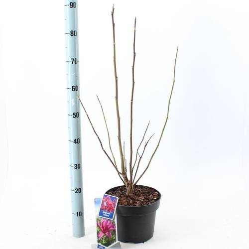 Magnolia lila T23 H100