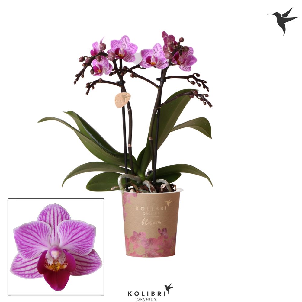 Phal.2-R lila Blossom Violet Kolibr T09 H25