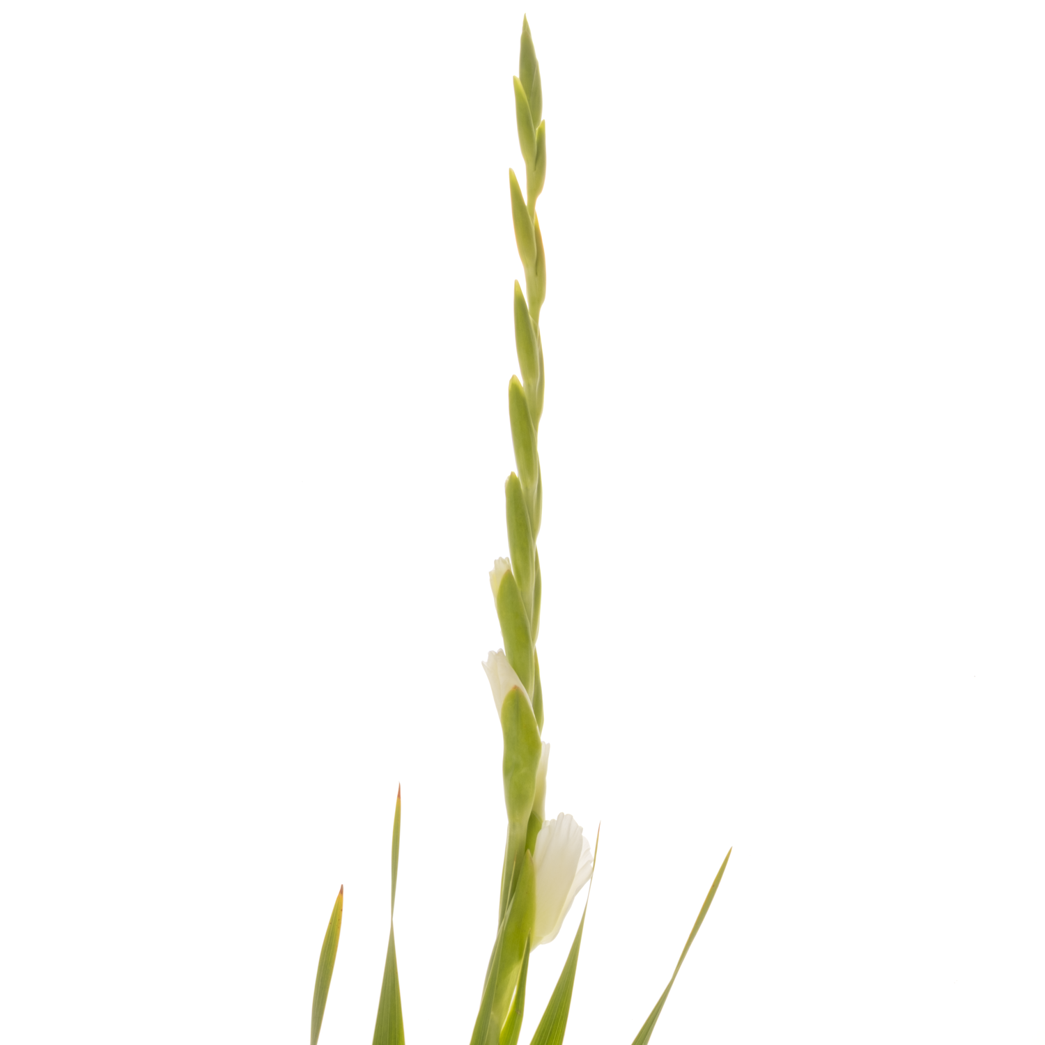 Gladiole weiss Grand Prix 100cm Extra lang