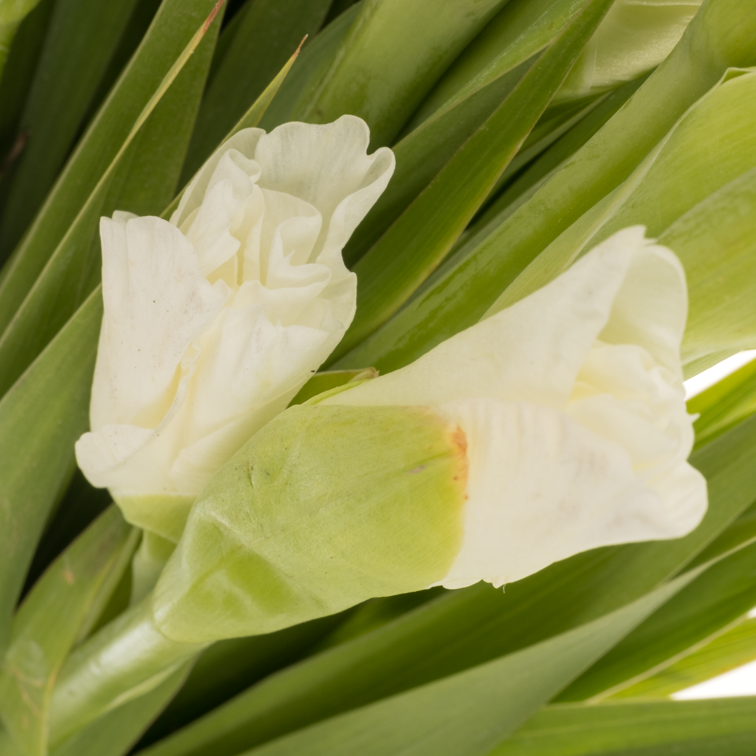 Gladiole weiss Grand Prix 100cm Extra lang