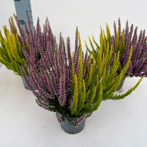 Calluna BL lila/gelb Twins T10,5 H022