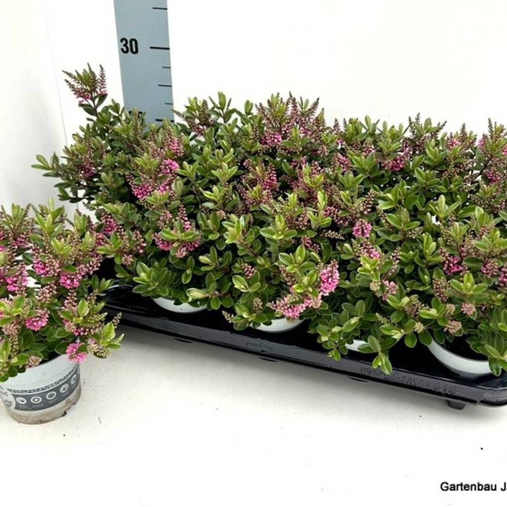 Hebe All Blooms rosa T10,5 H26
