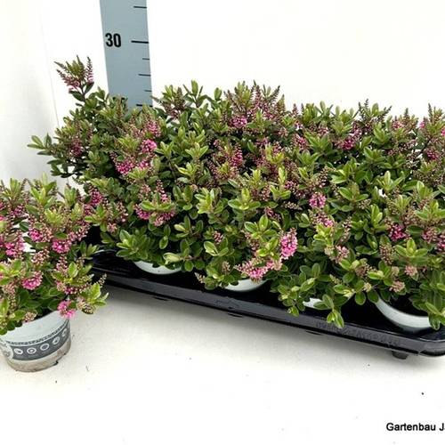 Hebe All Blooms rosa T10,5 H26