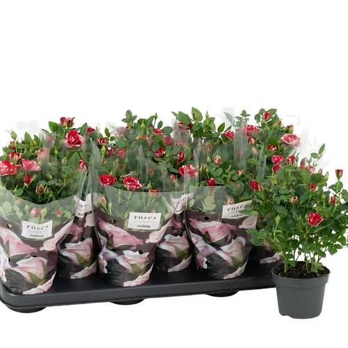 Rose Party dunkel rot/hell rosa Gigi T10,5 H030