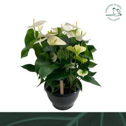 Anthurium weiss Samora Schale T30 H070