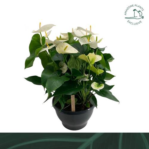 Anthurium weiss Samora Schale T30 H070
