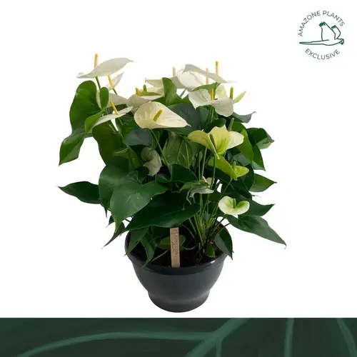 Anthurium weiss Samora Schale T30 H070