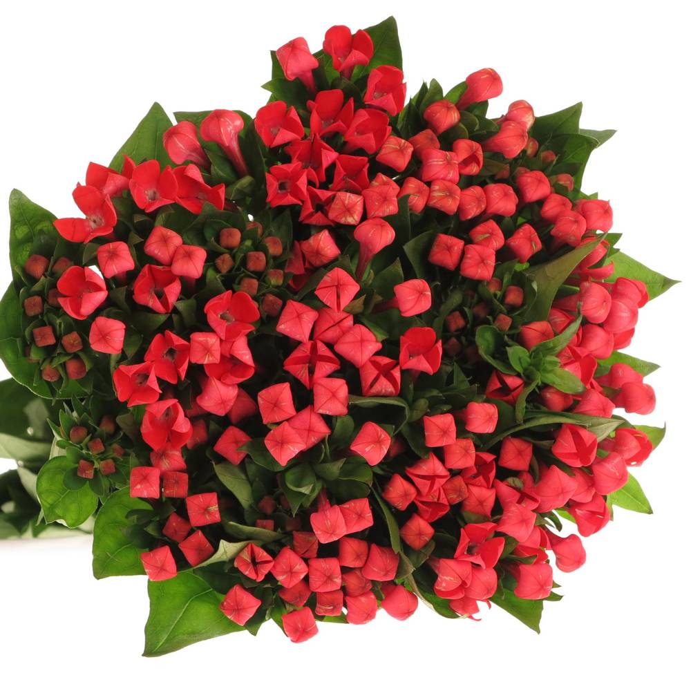 Bouvardie rot Fire 70cm