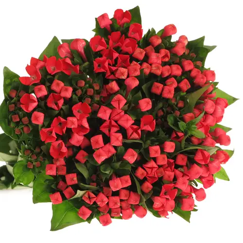 Bouvardie rot Fire 70cm