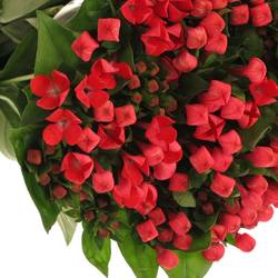 Bouvardie rot Fire 70cm