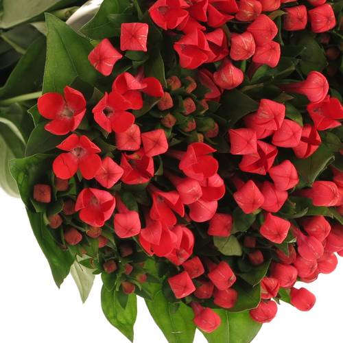 Bouvardie rot Fire 70cm