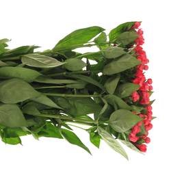 Bouvardie rot Fire 70cm