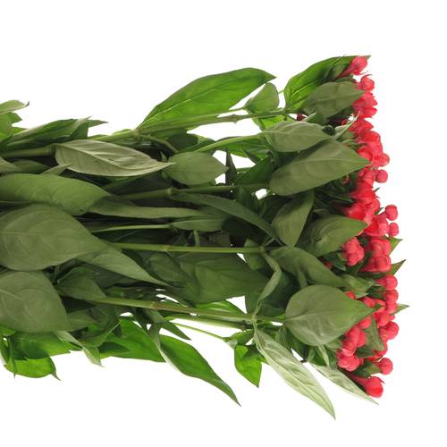 Bouvardie rot Fire 70cm