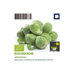 Bio Rosenkohl H5 (9x6 pfl.)