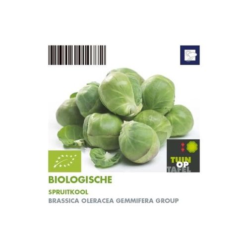 Bio Rosenkohl H5 (9x6 pfl.)