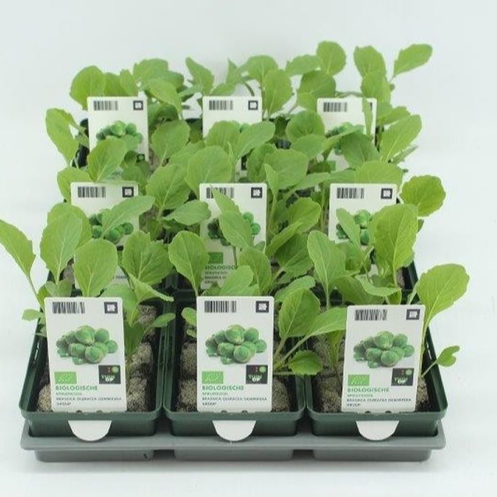Bio Rosenkohl H5 (9x6 pfl.)