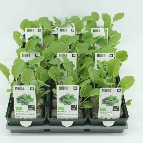Bio Rosenkohl H5 (9x6 pfl.)
