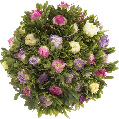Aster mix Matador 40cm