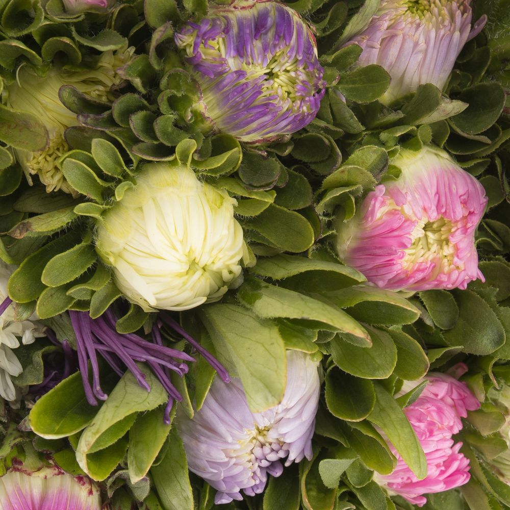 Aster mix Matador 40cm