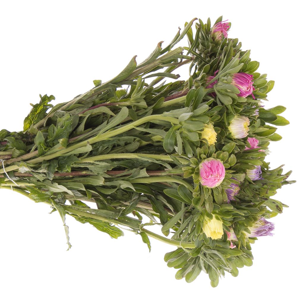 Aster mix Matador 40cm